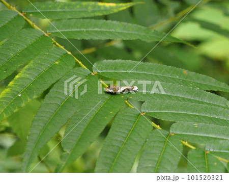 鳥の糞に擬態するカラスアゲハの幼虫 鳥の糞に擬態するカラスアゲハの幼虫 101520321