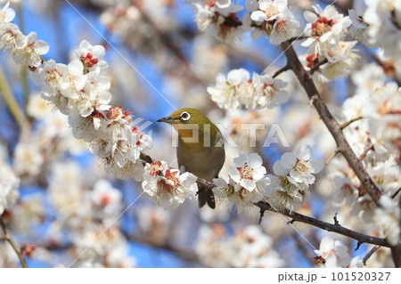 梅の蜜を吸うメジロ 101520327