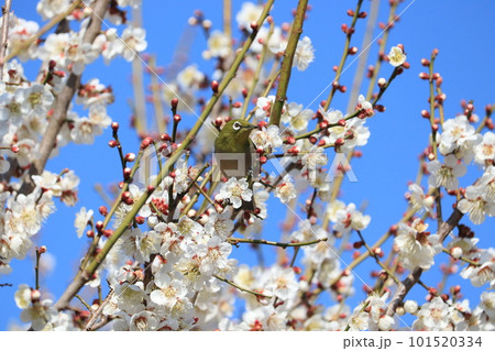 梅の蜜を吸うメジロ 101520334