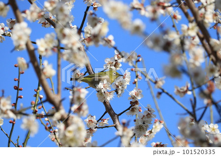 梅の蜜を吸うメジロ 101520335