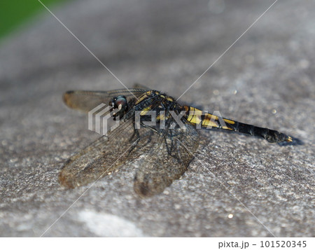 大きな麦わらトンボ「オオシオカラトンボのメス」 101520345