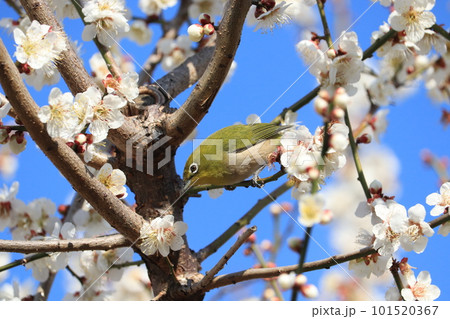 梅の蜜を吸うメジロ 101520367