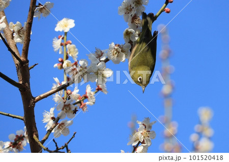 梅の花とメジロ 101520418