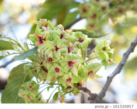 八重桜　御衣黄 101520957