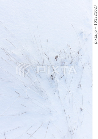 Frozen herbs are in the snow, top view. Vertical photo, abstract photo 101521027