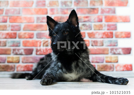 Black White Dog on back brick wall, mudi, studio shot Black White Dog on back brick wall, mudi, studio shot 101521035