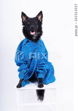 Dog, mudi, wearing shirtfront, isolated on white background in studio Dog, mudi, wearing shirtfront, isolated on white background in studio 101521037
