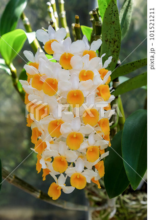 デンドロビウム・チルシフロラムの花【ラン科】 101521211