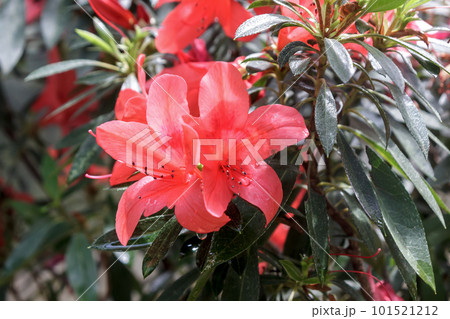 沖縄及び奄美大島に分布するツツジ科ケラマツツジ 101521212