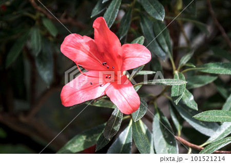 沖縄及び奄美大島に分布するツツジ科ケラマツツジ 沖縄及び奄美大島に分布するツツジ科ケラマツツジ 101521214