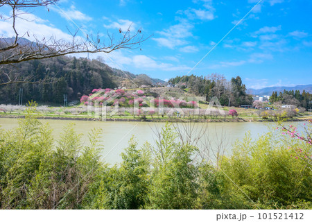 犀川の畔のろうかく梅園【長野市信州新町】 犀川の畔のろうかく梅園【長野市信州新町】 101521412