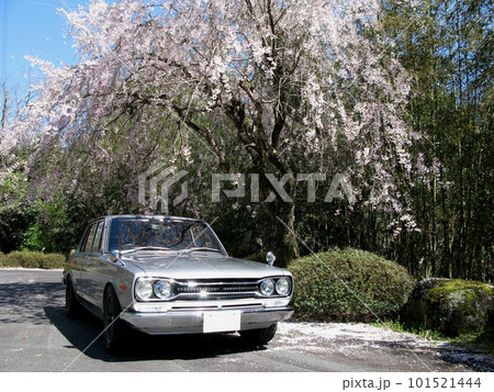旧車と枝垂れ桜 旧車と枝垂れ桜 101521444