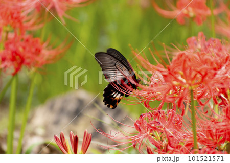 赤い花とクロアゲハ 赤い花とクロアゲハ 101521571
