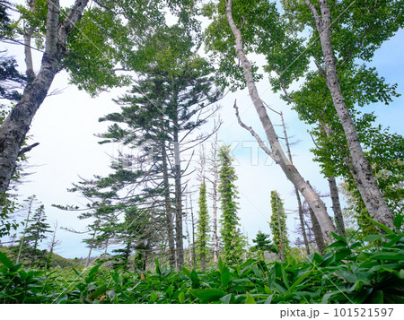礼文岳の風景 礼文岳の風景 101521597