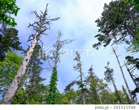 礼文岳の風景 101521598