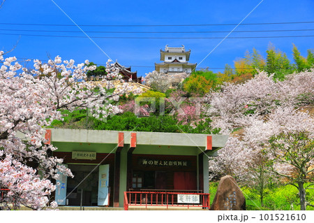 【広島県】桜が満開の因島水軍城と海の歴史民俗資料館 【広島県】桜が満開の因島水軍城と海の歴史民俗資料館 101521610