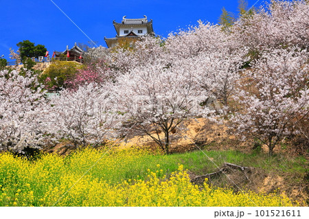 【広島県】桜が満開の因島水軍城と菜の花 【広島県】桜が満開の因島水軍城と菜の花 101521611