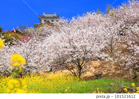 【広島県】桜が満開の因島水軍城と菜の花 101521612