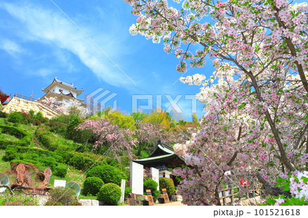 【広島県】桜が満開の因島水軍城 101521618