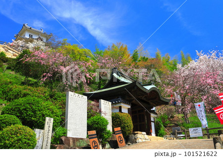 【広島県】桜が満開の因島水軍城 【広島県】桜が満開の因島水軍城 101521622
