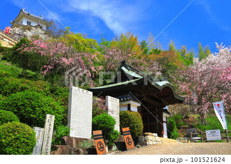 【広島県】桜が満開の因島水軍城 【広島県】桜が満開の因島水軍城 101521624
