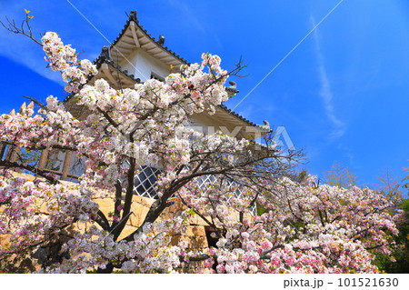 【広島県】桜が満開の因島水軍城 【広島県】桜が満開の因島水軍城 101521630