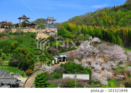 【広島県】桜が満開の因島水軍城 【広島県】桜が満開の因島水軍城 101521646