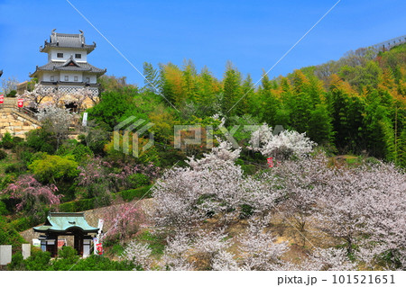 【広島県】桜が満開の因島水軍城 101521651