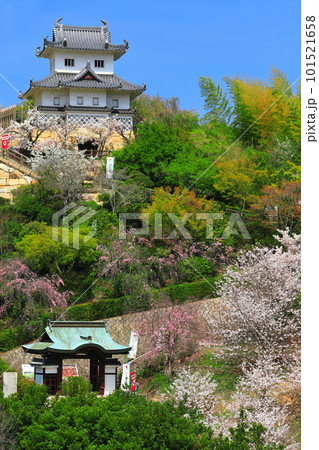 【広島県】桜が満開の因島水軍城 101521658