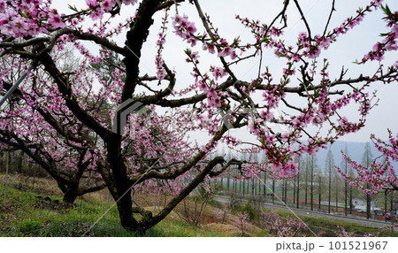 Pink peach blossoms in an eco-friendly peach farm in a rural village 101521967