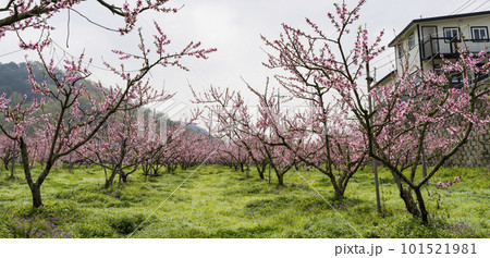 Pink peach blossoms in an eco-friendly peach farm in a rural village Pink peach blossoms in an eco-friendly peach farm in a rural village 101521981