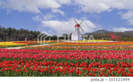Tulip field in Imjado Island, Sinan, Korea's 1004 islands 101521994