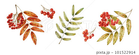 Autumn watercolor isolated illustration on white background. Pumpkins, maple leaf, acorns, oak leaf, mushrooms, physalis, mountain ash, fly agaric. Seasonal autumn elements. Thanksgiving, Halloween Autumn watercolor isolated illustration on white background. Pumpkins, maple leaf, acorns, oak leaf, mushrooms, physalis, mountain ash, fly agaric. Seasonal autumn elements. Thanksgiving, Halloween 101522914