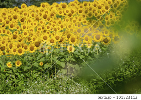 一面に広がるひまわり畑   蒜山高原 101523112