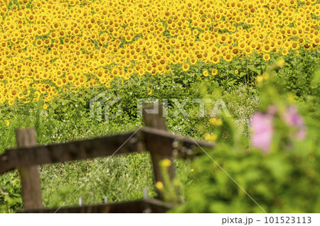 一面に広がるひまわり畑 蒜山高原 一面に広がるひまわり畑 蒜山高原 101523113