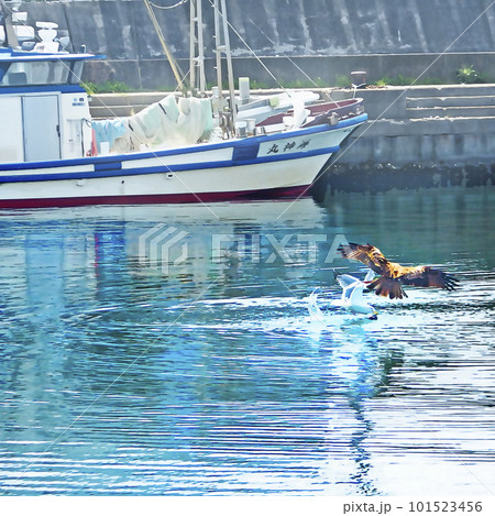 カモメとトビの餌の争奪戦 101523456