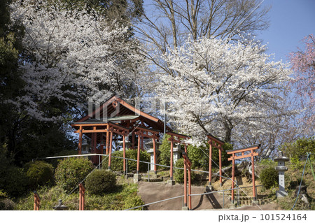安倍文殊院 稲荷神社 101524164