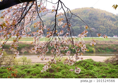 桜が満開の雨の背割堤(せわりてい):京都府八幡市 淀川河川公園背割堤地区 桜が満開の雨の背割堤(せわりてい):京都府八幡市 淀川河川公園背割堤地区 101524566