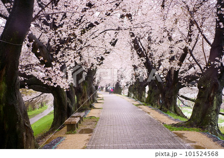 桜が満開の雨の背割堤(せわりてい):京都府八幡市 淀川河川公園背割堤地区 桜が満開の雨の背割堤(せわりてい):京都府八幡市 淀川河川公園背割堤地区 101524568