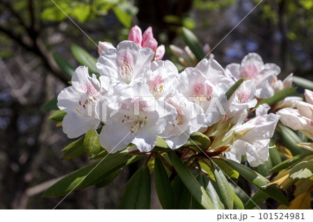 ツツジ科ツツジ属アカボシシャクナゲ【常緑低木】 101524981