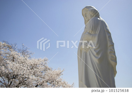 聖母マリア像と桜 101525638