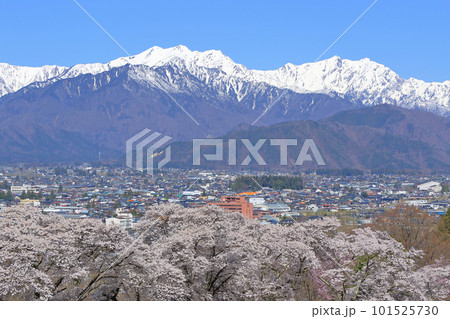 信州の春　桜と残雪の北アルプス 101525730