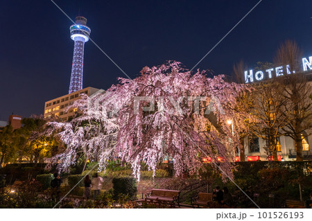 《神奈川県》山下公園の枝垂れ桜・春の横浜 101526193