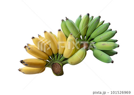 Ripe Pisang Awak banana 101526969