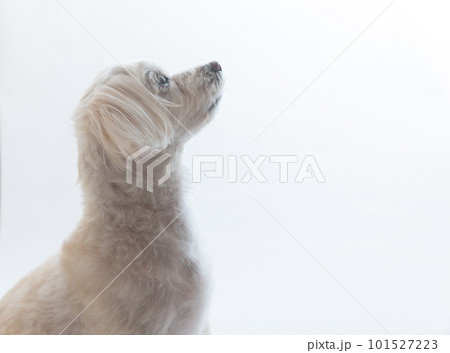 お座りした可愛い犬 お座りした可愛い犬 101527223