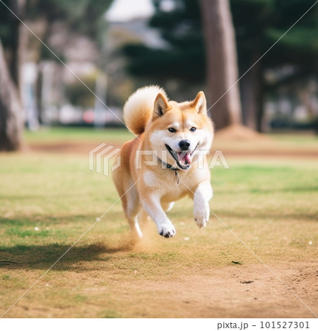 公園ではずむ赤柴（しばいぬ） 101527301