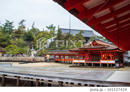 雨上がりの朝厳島神社　客神社祓殿と平舞台　広島県 101527429