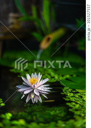 ビオトープに咲く水仙の花 初夏の和風イメージ ビオトープに咲く水仙の花 初夏の和風イメージ 101527557