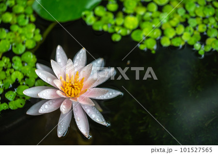 ビオトープに咲く水仙の花 初夏の和風イメージ ビオトープに咲く水仙の花 初夏の和風イメージ 101527565