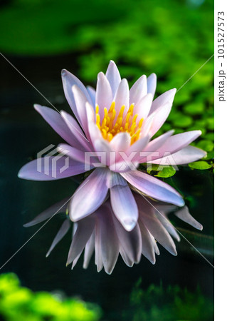 ビオトープに咲く水仙の花 初夏の和風イメージ ビオトープに咲く水仙の花 初夏の和風イメージ 101527573